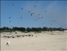 Pismo Beach Flock